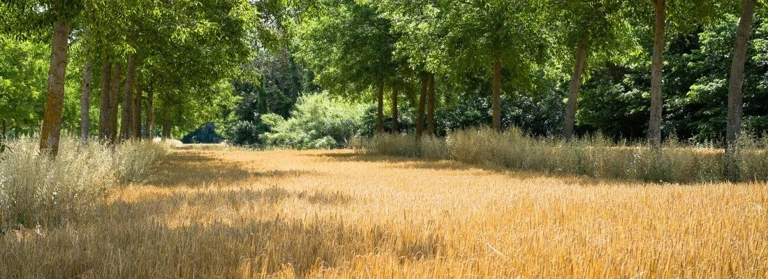 La Diversification Des Cultures Augmente La Production Et La