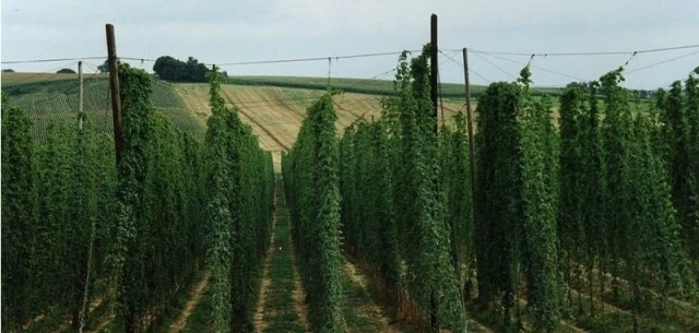 HOUBLON