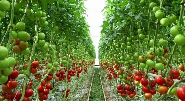 horticulture-maroc