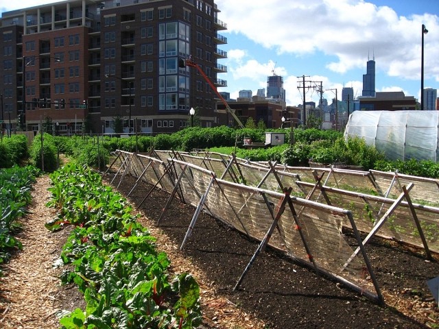 1200px-New_crops-Chicago_urban_farm