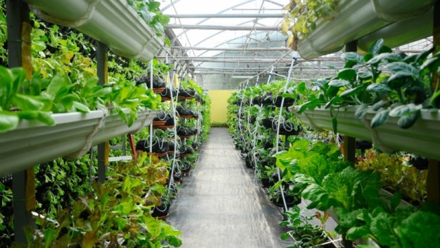 vegetables-growing-vertical-farm-drip-irrigation-shutterstock-661209490-1068x601