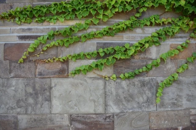 ivy-3556009_1920