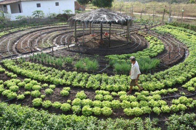 Example-of-a-circular-vegetable-garden