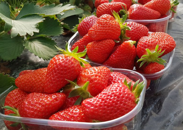 Botans. L'hiver, saison des fraises quand vient la neige