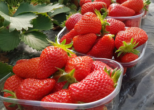 Screenshot-2022-03-24-at-14-51-40-panier-de-fraises-et-fruits-dt--Recherche-Google