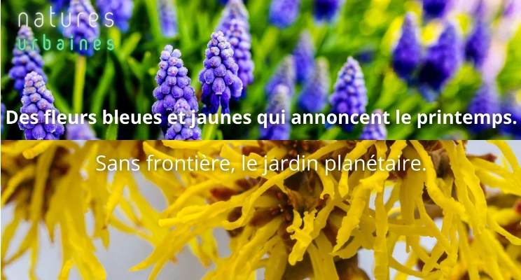 Fleur jaune : la liste des 30 plus belles fleurs pour votre jardin