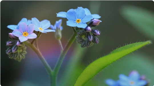 fleurs de printemps bleues