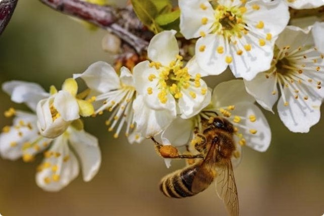 Screenshot-2023-08-24-at-14-01-44-Utilisez-des-ruches-pour-mieux-polliniser-vos-arbres-fruitiers---Dbroussaillez-