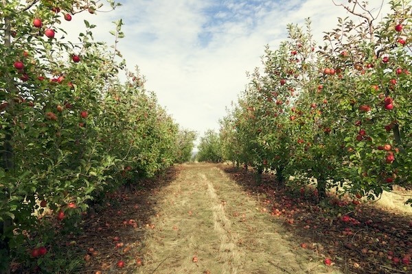 agrinovearboriculture