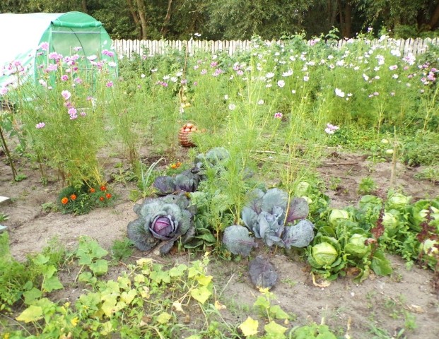 potager