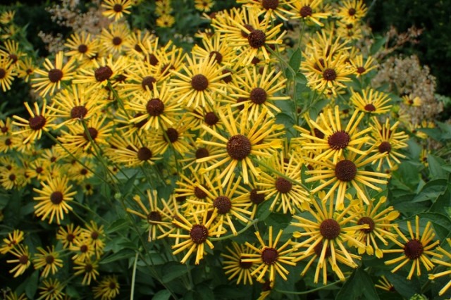Rudbeckia-subtomentosa-Henry-Eilers-dans-le-top-20-des-plantes-des-villes-de-demain--crdit-Krzysztof-Ziarnek