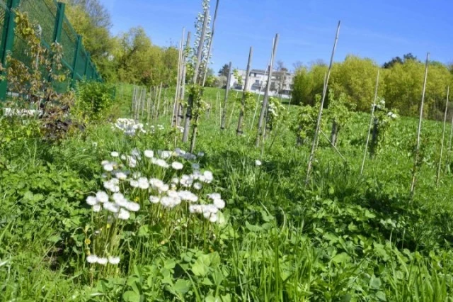 Friche-lisetteDSC4519