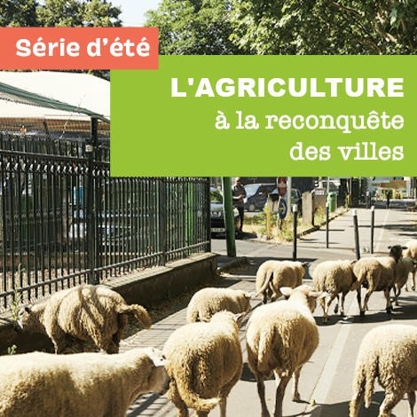 Vignette-Actu-Agriculture-urbain_20200811-085557_1