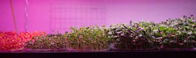 serre-urbaine-agricity