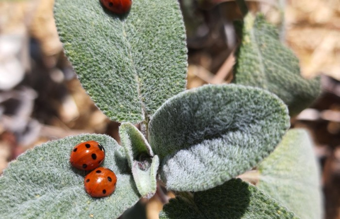 Les cocottes urbaines - Rouen