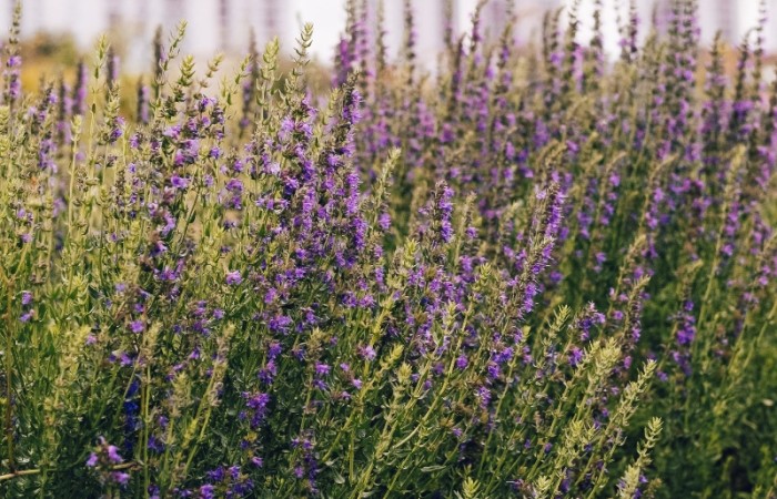 Michael Mendes - Zone sensible