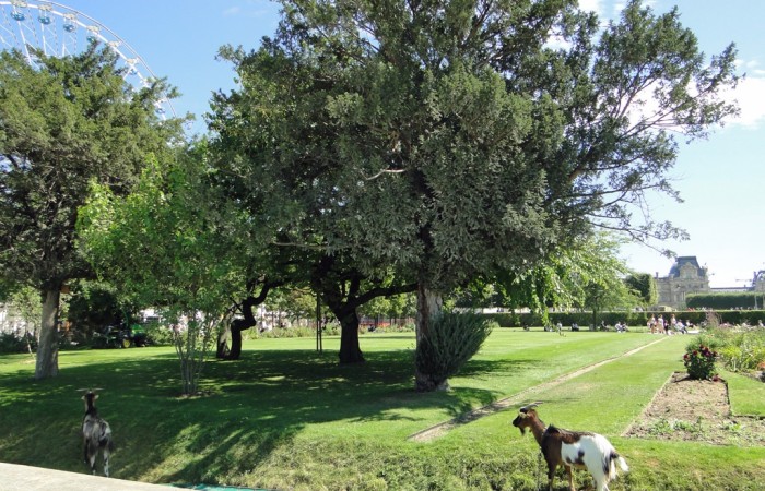 Yolande Gougeaud - Jardin des Tuileries