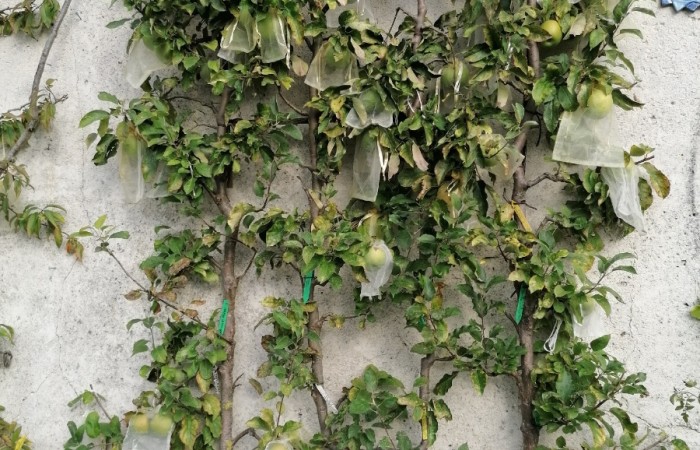 Felipe Leon - Montreuil