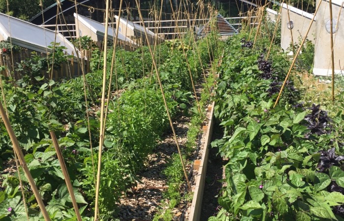 Amandine Reackelboom - Ferme Suzanne