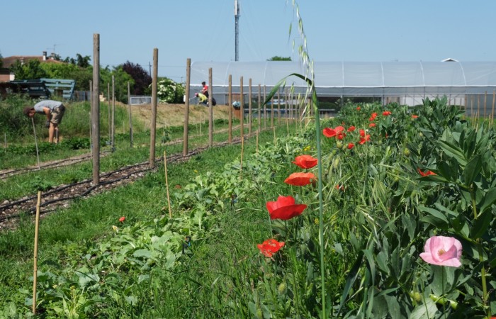 Victor Belloc - Toulouse